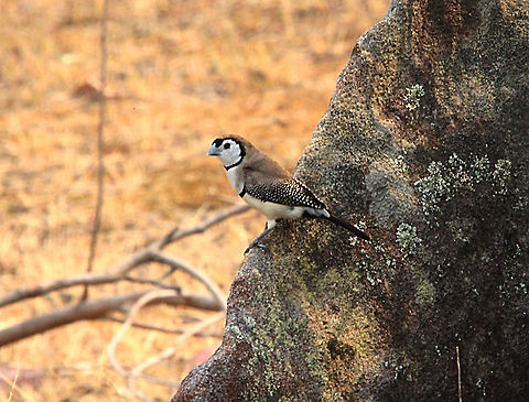 Double - barred Finch -  Taeniopyia bichovii  Australia,Double-barred Finch,Geotagged,Spring,Taeniopygia bichenovii