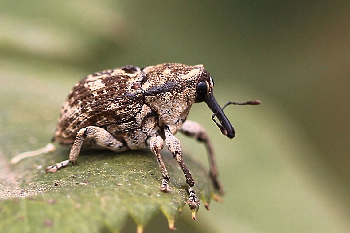 Unidentified weevil This was a small one only approx 5 mm Australia,Geotagged,Spring