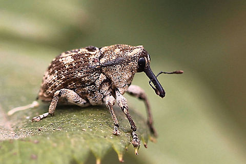 Unidentified weevil This was a small one only approx 5 mm Australia,Geotagged,Spring