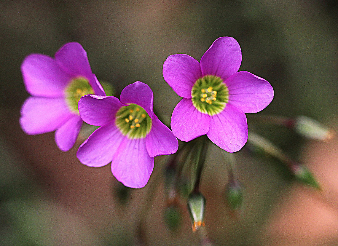 Woodsorrel - Oxalis latifolia  Australia,Geotagged,Oxalis latifolia,Spring
