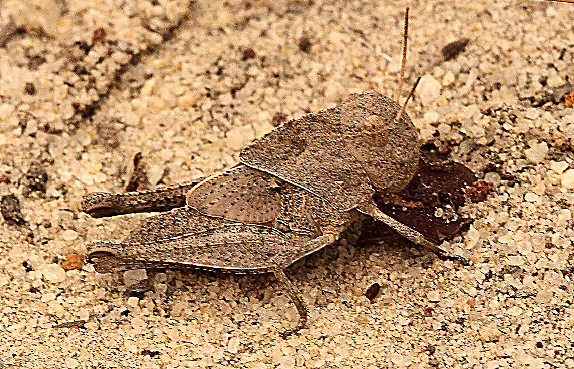 Goniaea australasiae  Australia,Eamw grasshoppers,Geotagged,Goniaea australasiae,Spring