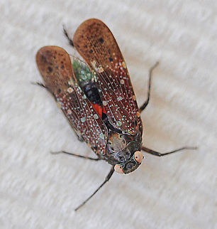 Fulgorid planthopper - Desudaba psittacus  The specimen was cooled down to take photos. Found on citrus tree ,but to alert to take photos.
http://www.nsw.gov.au/ Australia,Desudaba psittacus,Geotagged,Spring