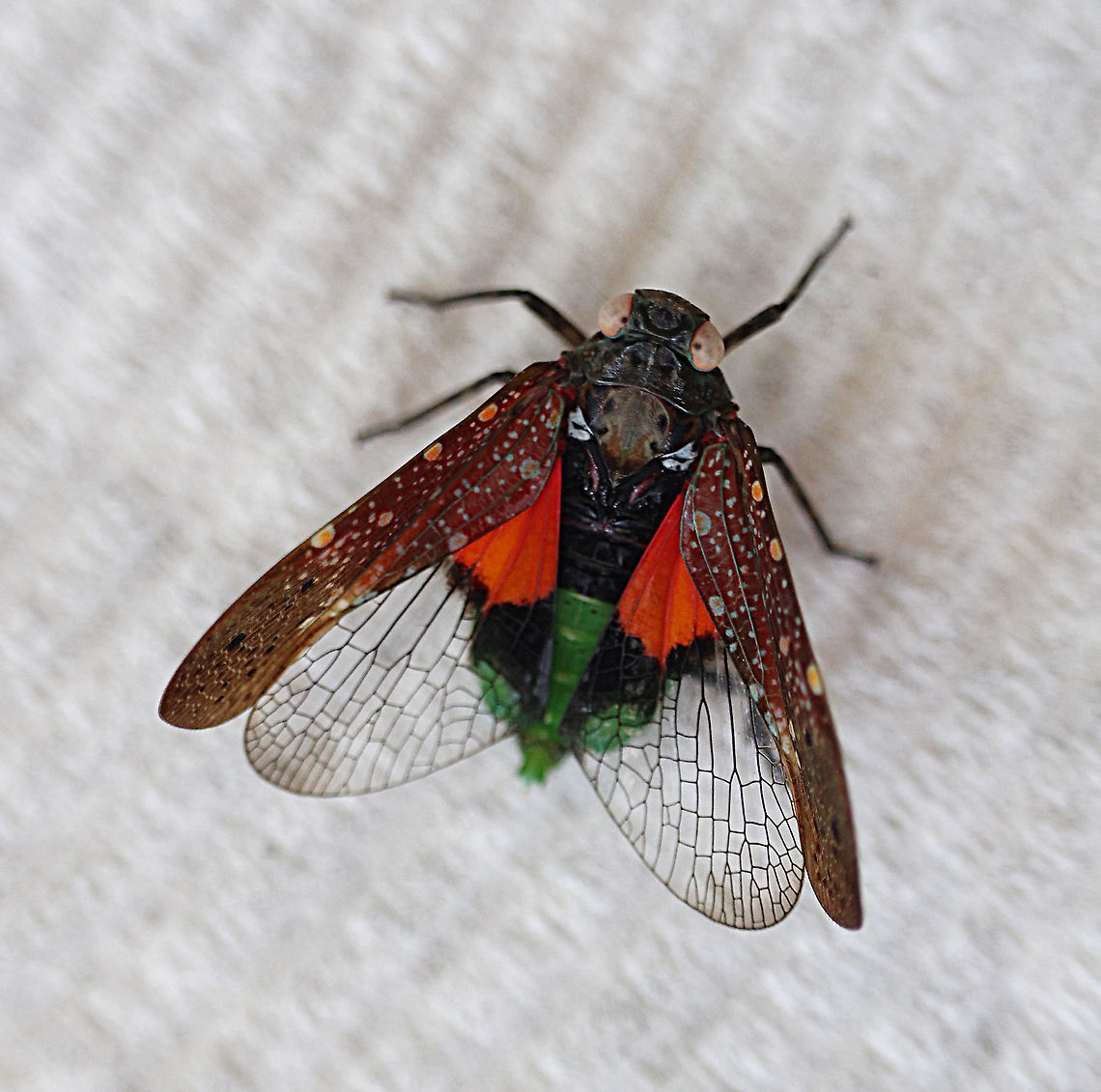 Fulgorid planthopper - Desudaba psittacus Genus Desudaba Walker<br />
Desudaba aulica St&aring;l<br />
<br />
Genus Desudaba Walker 1858: 58<br />
Type species: Desudaba psittacus Walker 1858, by monotypy<br />
<br />
Synonym: Metanira St&aring;l 1863: 236, synonymised by St&aring;l 1866a: 137. Type species: Metanira thisbe St&aring;l 1863.<br />
<br />
Known species: Seven species from Australia and two from PNG<br />
<br />
Notes: This is the largest genus of fulgorids in Australia. The species are mainly dark brown to black with spots on the forewings. In addition to variable spotting over the basal half of the forewing, there are always two black spots on the apical half in the region of the M veins. The hind wing is mainly hyaline but the basal section is bright red bordered with black (see D. danae for an example). Australia,Desudaba psittacus,Geotagged,Spring