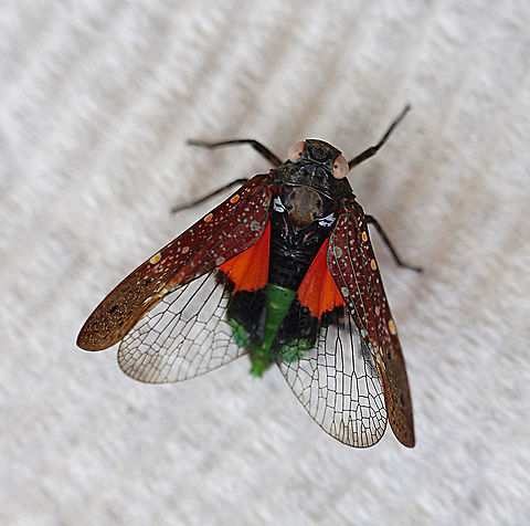 Fulgorid planthopper - Desudaba psittacus Genus Desudaba Walker
Desudaba aulica St&aring;l

Genus Desudaba Walker 1858: 58
Type species: Desudaba psittacus Walker 1858, by monotypy

Synonym: Metanira St&aring;l 1863: 236, synonymised by St&aring;l 1866a: 137. Type species: Metanira thisbe St&aring;l 1863.

Known species: Seven species from Australia and two from PNG

Notes: This is the largest genus of fulgorids in Australia. The species are mainly dark brown to black with spots on the forewings. In addition to variable spotting over the basal half of the forewing, there are always two black spots on the apical half in the region of the M veins. The hind wing is mainly hyaline but the basal section is bright red bordered with black (see D. danae for an example). Australia,Desudaba psittacus,Geotagged,Spring