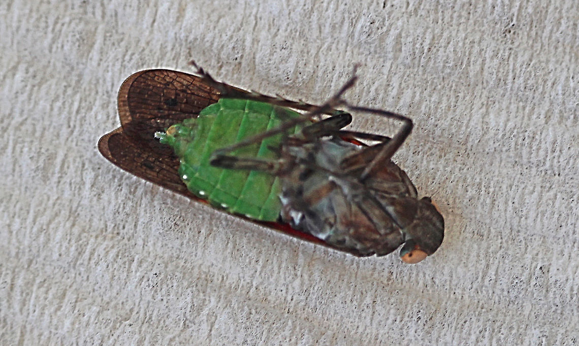 Fulgorid planthopper - Desudaba psittacus Showing underside . The specimen was cooled down to take photos. Found on citrus tree ,but to alert to take photos.<br />
<a href="http://www.nsw.gov.au/" rel="nofollow">http://www.nsw.gov.au/</a> Australia,Desudaba psittacus,Geotagged,Spring