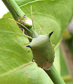 Spined Citrus Bug - Biprorulus bibax Spined citrus bug (SCB), Biprorulus bibax (Pentatomidae: Hemiptera), feeds on the fruits of lemons, mandarins and oranges, causing drying and brown staining of the fruit segments, gumming on the skin and premature fruit drop. Although native to Australia, SCB only emerged as a major citrus pest in the late 1980s. The major affected areas are inland regions of southern New South Wales, Victoria and South Australia. Damage is mainly confined to lemons and mandarins, but instances of damage to oranges have been reported.
Website, www.dpi.nsw.gov.au. Australia,Biprorulus bibax,Geotagged,Spined Citrus Bug,Spring