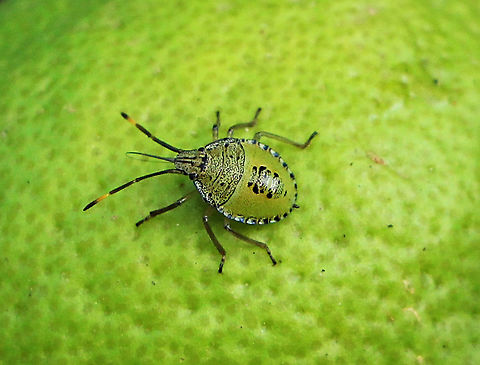 Spined Citrus Bug - Biprorulus bibax Third instar. Australia,Biprorulus bibax,Geotagged,Spined Citrus Bug,Spring