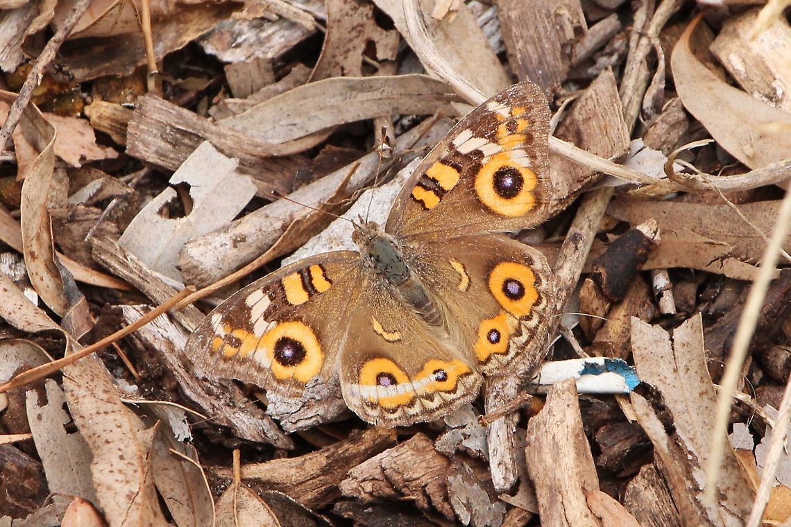 Meadow Argus - Junonia villida The meadow argus has two brownish wings, each covered with two distinctive black and blue eyespots as well as white and orange marks that appear on the edge of the wings.[1] The eyespots are a defense mechanism that are not only used to frighten predators away, but also to confuse the predators into thinking that the eyespots are the target, allowing the butterfly to escape with only a small part of the wing being lost.[2] The underside of the wings are mainly unmarked, except the lower part of the forewing has similar markings as the upperside.[1] The wingspan measures 4 centimetres (1.6 in) in males and 4.3 centimetres (1.7) in females.[3]<br />
<br />
As the butterfly rests, it can sit in four different positions depending on the current situation. These positions include:<br />
<br />
If the sun is shining, the butterfly will open and relax its wings<br />
If danger approaches while in the sunlight the butterfly will open its wings further revealing eyespots on its hindwings<br />
If the sun is not shining the butterfly will close its wings<br />
If danger approaches while there is no sunlight the butterfly will raise its frontwings revealing hidden eyespots<br />
Wikipedia Info. Australia,Eamw butterflies,Geotagged,Junonia villida,Meadow Argus,Summer
