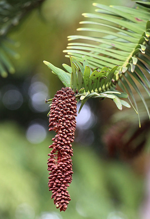 Wollemi pine - Wollemia nobilis Male cone. Australia,Geotagged,Summer,Wollemia,Wollemia nobilis