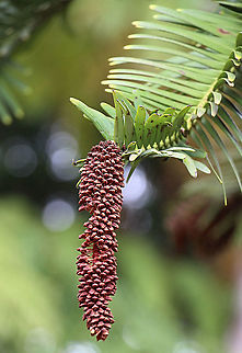 Wollemi pine - Wollemia nobilis Male cone. Australia,Geotagged,Summer,Wollemia,Wollemia nobilis