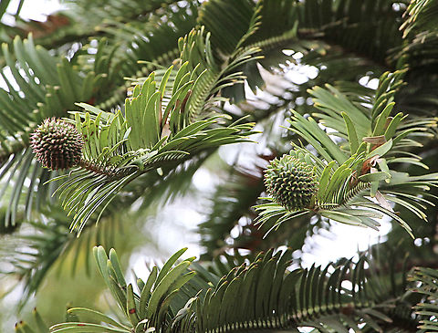 Young fruit cones from Wollemia tree - Wollemia nobilis  Australia,Geotagged,Summer,Wollemia,Wollemia nobilis