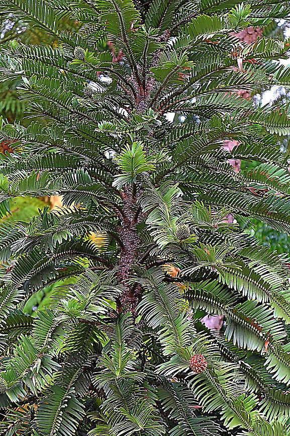Wollemia - Wollemia nobilis I spend some time this year very near to the Wollemi National Park where the Wollemi pine was discovered in 1994 . There is really no way for general visitors to get granted access to see them in the natural habitat . I alwise wanted to see them and therefor I visited the Botanical Gardens near Mount Anan where they have propagated the Wolllemia from cuttings.  Australia,Geotagged,Summer,Wollemia,Wollemia nobilis