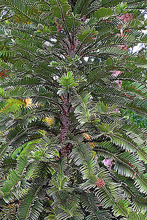 Wollemia - Wollemia nobilis I spend some time this year very near to the Wollemi National Park where the Wollemi pine was discovered in 1994 . There is really no way for general visitors to get granted access to see them in the natural habitat . I alwise wanted to see them and therefor I visited the Botanical Gardens near Mount Anan where they have propagated the Wolllemia from cuttings.  Australia,Geotagged,Summer,Wollemia,Wollemia nobilis