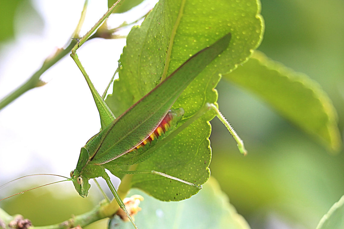 Caedicia simplex General Description<br />
A large, green, gangly insect with very long, thin hind legs, very long, wispy antennae and triangular head with downward-pointing mouthparts. Adults are winged; the green fore wings closely resemble leaves; they form a roof-like covering overlaying the abdomen and bear a network of paler veins, the outermost of which may be pink or yellow. The tip of the abdomen may also be pink or yellow. The female is stockier than the male, and her abdomen ends in a prominent egg-laying tube (ovipositor) shaped like an upcurved spike. Juveniles (nymphs) lack wings and may be green, brown or bright pink, generally mottled with darker and paler flecks. Adult body-length to 4 cm.<br />
<a href="https://www.britannica.com" rel="nofollow">https://www.britannica.com</a> &rsaquo; animal Australia,Caedicia simplex,Geotagged,Summer