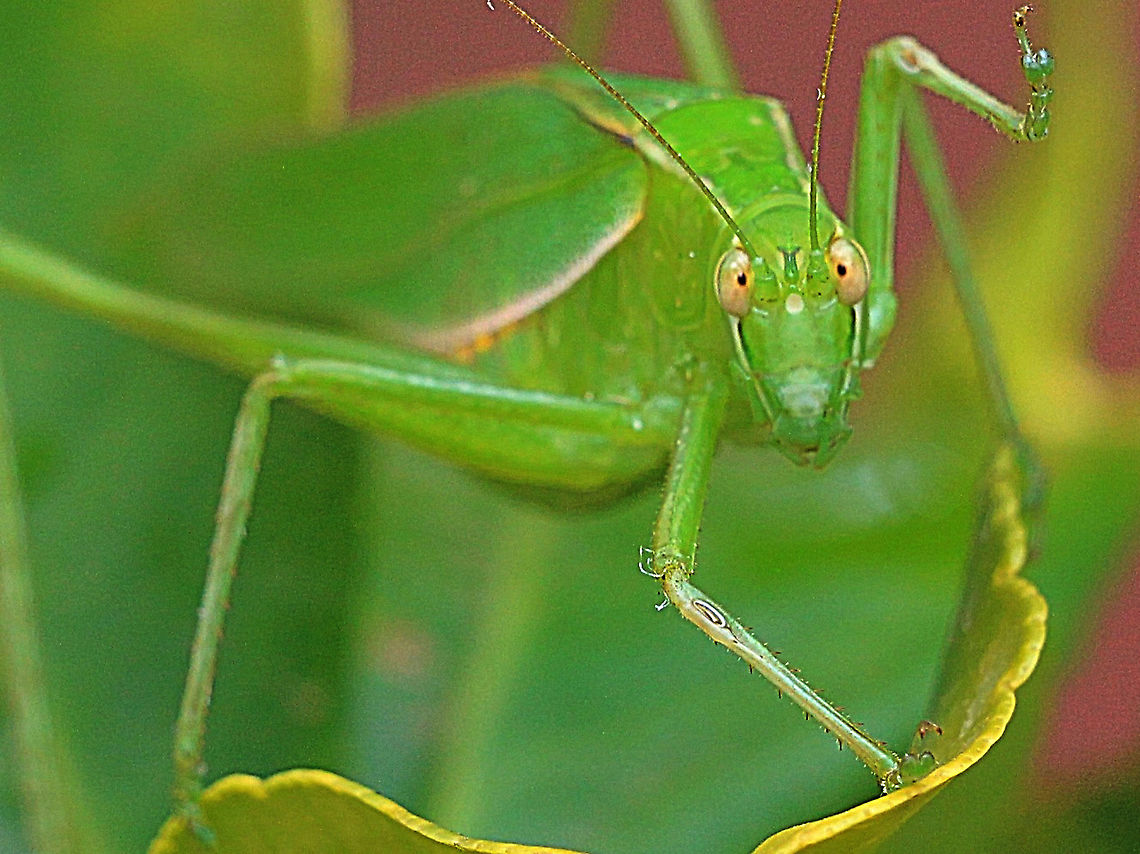Caedicia simplex  Australia,Caedicia simplex,Geotagged,Summer