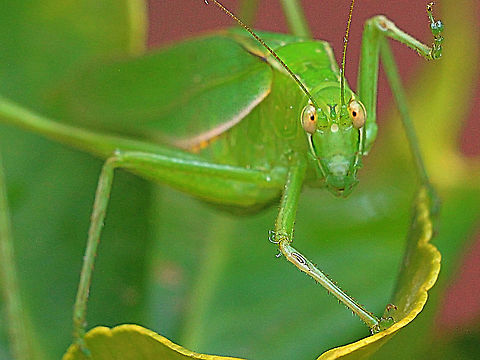 Caedicia simplex  Australia,Caedicia simplex,Geotagged,Summer
