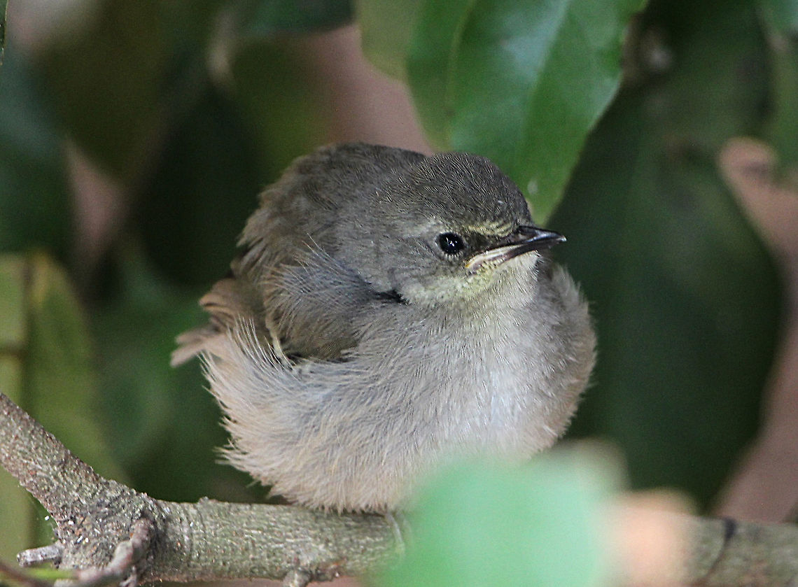 Fledgling Grey Fantail -Rhipidura albiscapa  Australia,Geotagged,Grey Fantail,Rhipidura albiscapa,Summer