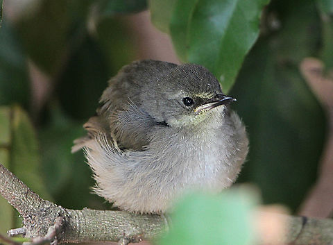 Fledgling Grey Fantail -Rhipidura albiscapa  Australia,Geotagged,Grey Fantail,Rhipidura albiscapa,Summer