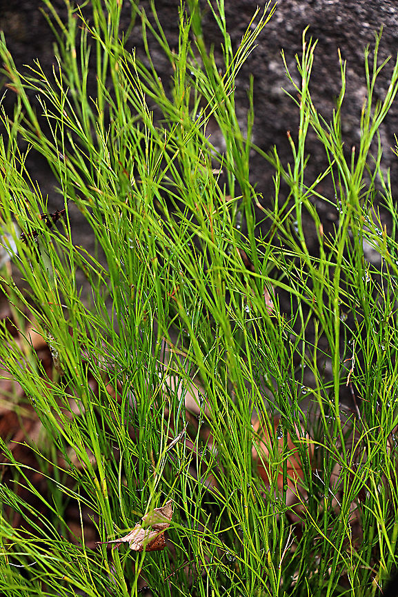 Tassel Cord Rush - Baloskion  tetraphyllum  Australia,Baloskion tetraphyllum,Geotagged,Summer