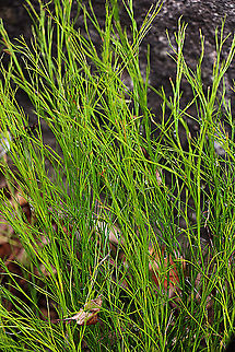 Tassel Cord Rush - Baloskion  tetraphyllum  Australia,Baloskion tetraphyllum,Geotagged,Summer