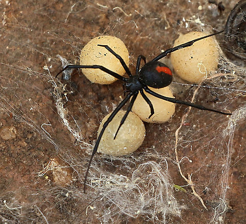 Redback Spider - Latrodectus hasseltii Guarding her egg sacks . Australia,Eamw spiders,Geotagged,Latrodectus hasseltii,Redback spider,Summer