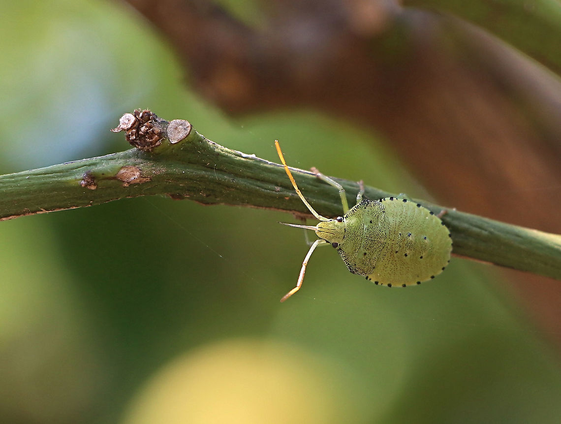 Spined Citrus Bug - Biprorulus bibax 4 th instar Australia,Biprorulus bibax,Geotagged,Spined Citrus Bug,Summer,United States,Winter