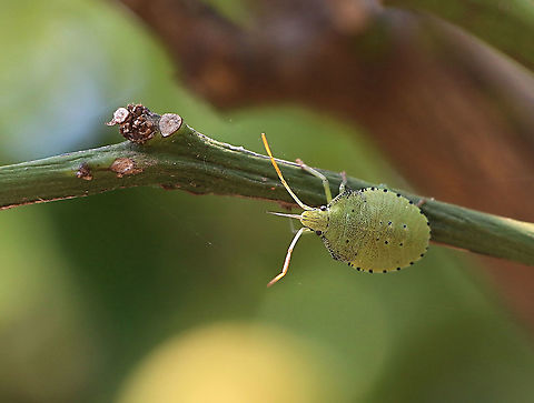 Spined Citrus Bug - Biprorulus bibax 4 th instar Australia,Biprorulus bibax,Geotagged,Spined Citrus Bug,Summer,United States,Winter