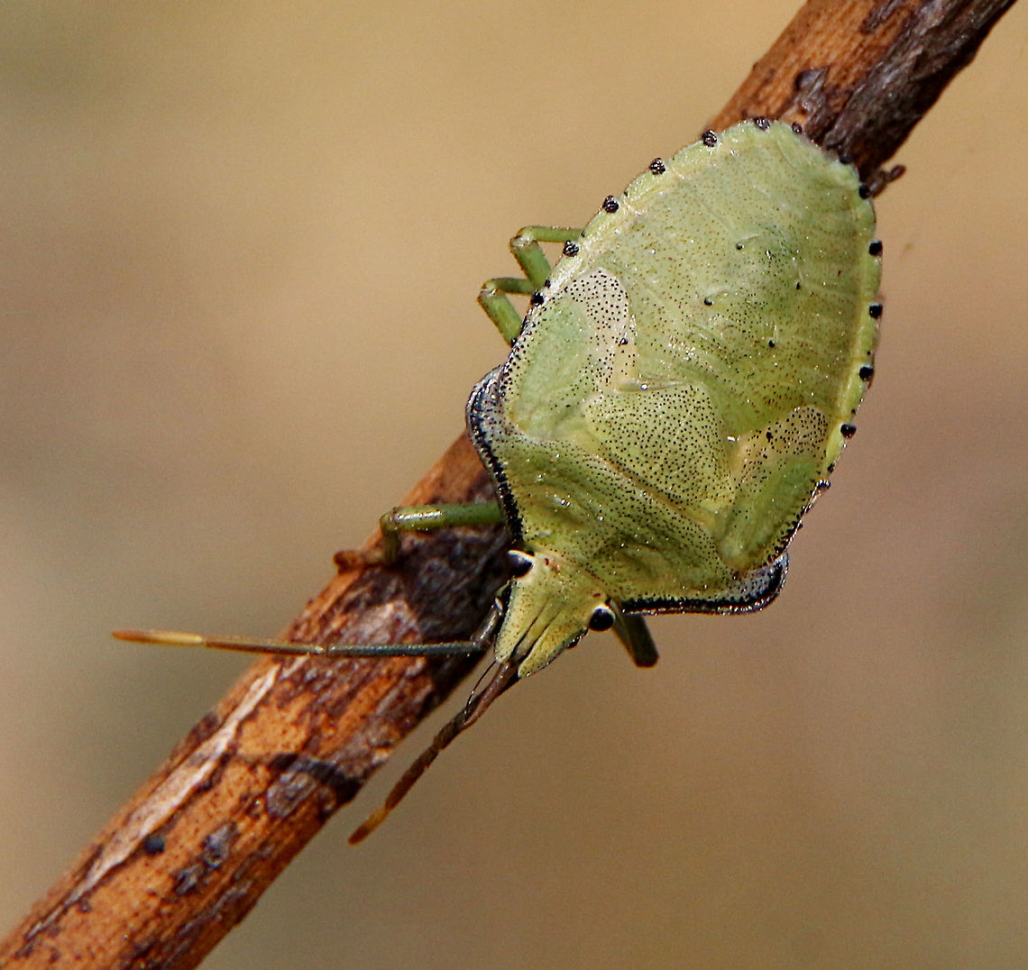 Spined Citrus Bug - Biprorulus bibax 5 th instar with the wings now clearly visible.  Australia,Biprorulus bibax,Geotagged,Spined Citrus Bug,Summer