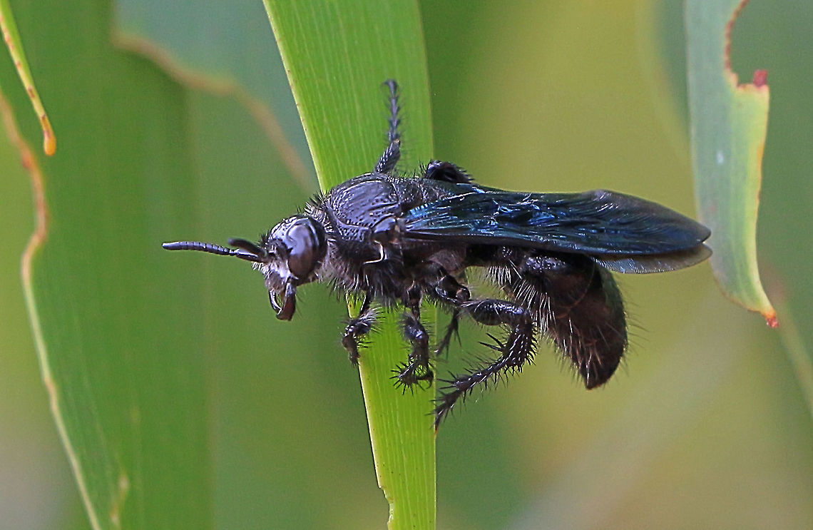 Flower wasp - Austroscolia soror Black body with iridescent steel blue wings. Australia,Austroscolia soror,Geotagged,Summer