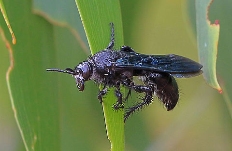 Blue Flower Wasp