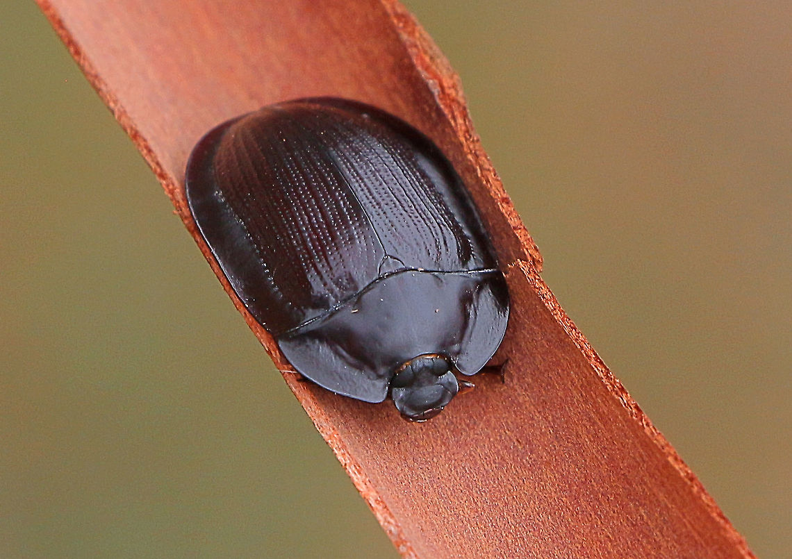 Shiny Pie-dish Beetle possibly Genus Pterohelaeus  Australia,Geotagged,Summer