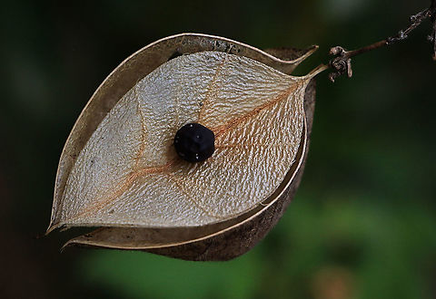 exposed seed of balloon vine - Cardiospermum grandiflorum  Australia,Cardiospermum grandiflorum,Geotagged,Summer