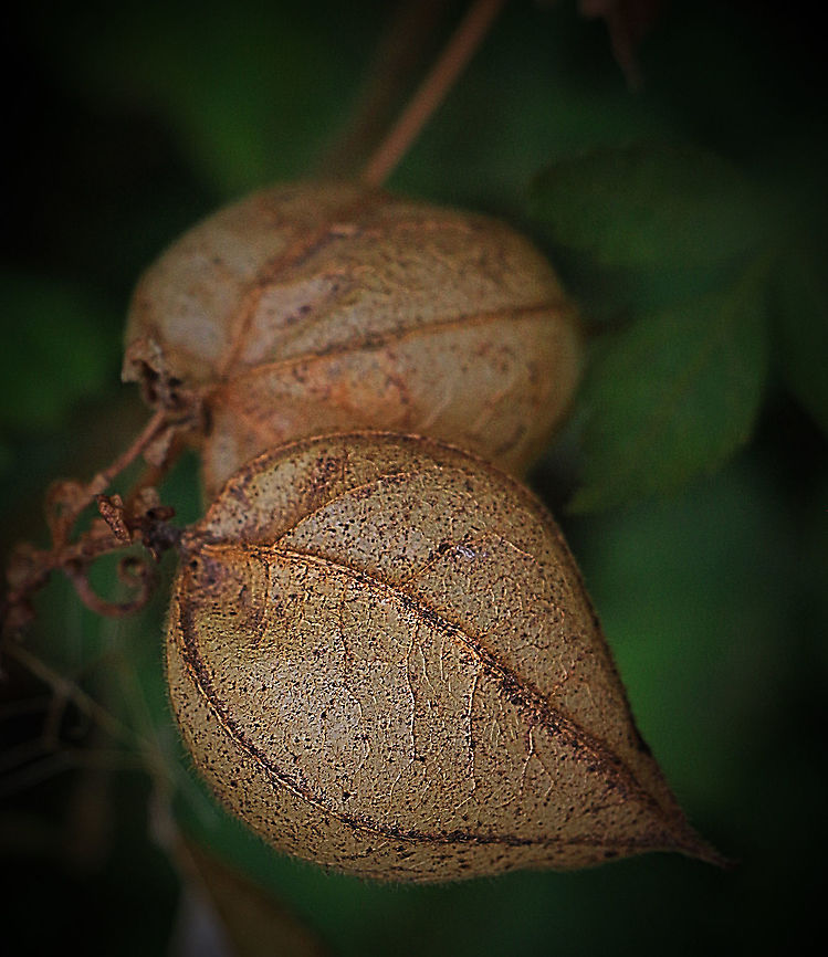 Balloon vine seed capsules - Cardiospermum grandiflorum Reproduction and dispersal<br />
<br />
Cardiospermum grandiflorum reproduces by seeds, which are transported by wind and water, mostly while attached to membranous inner walls of the fruit.<br />
mailto:eafrinet@africaonline.co.ke Australia,Cardiospermum grandiflorum,Geotagged,Summer