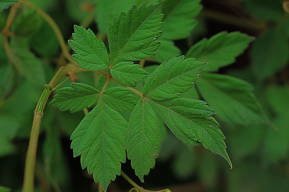 Foliage of balloon vine - Cardiospermum grandiflorum Environmental and other impacts<br />
<br />
Cardiospermum grandiflorum forms dense infestations that outcompete indigenous vegetation. It is a major weed in riparian zones (banks of watercourses) in South Africa. It is rapidly spreading beyond urban areas in East Africa.  Although not a very serious problem yet in the region, it has massive potential for further spread. It can smother native plants and prevent the free movement of wildlife so has great potential to negatively impact upon biodiversity.<br />
<br />
C. grandiflorum has been included in the Global Invasive Species Database (GISD 2008). It has been listed as a noxious weed in South Africa (prohibited plants that must be controlled. They serve no economic purpose and possess characteristics that are harmful to humans, animals or the environment) and in in the Australian states of New South Wales and Queensland, Australia.<br />
mailto:eafrinet@africaonline.co.ke Australia,Cardiospermum grandiflorum,Geotagged,Summer