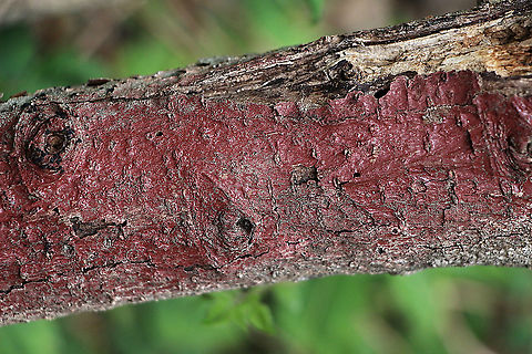 Hymenochaete cruenta