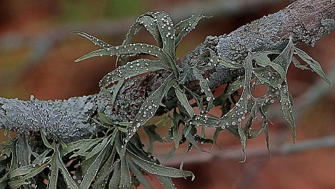 Unidentified fruticose lichen growing on wattle tree branch.  Australia,Geotagged,Summer