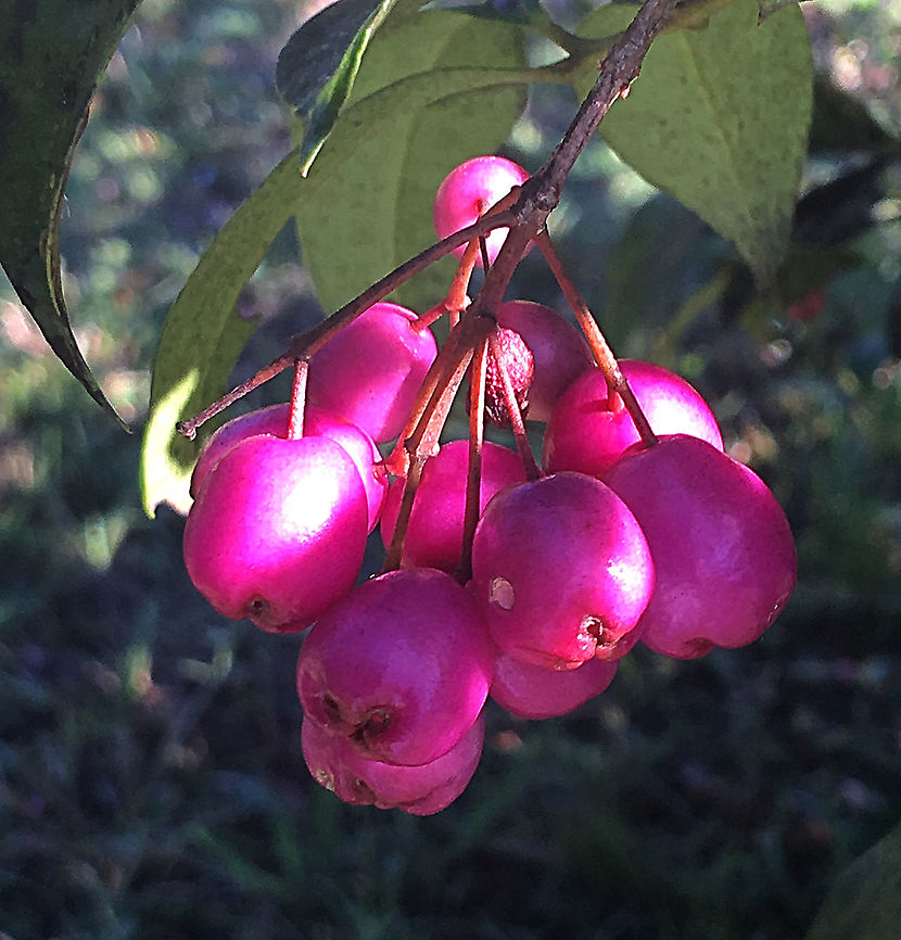 Lilly pills fruit - Syzygium smithii  Australia,Fall,Geotagged,Syzygium smithii
