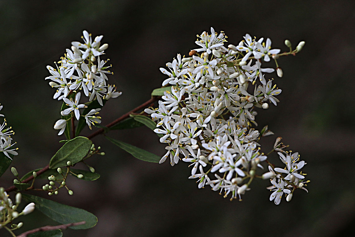 Bursaria spinosa  Australia,Bursaria spinosa,Bursaria spinoza,Geotagged,Summer