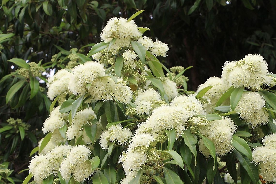 Lemon myrtle - Backhousia cidriodora  Australia,Backhousia citriodora,Geotagged,Lemon myrtle,Summer
