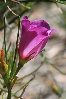 Alyogyne hakeifolia Can be confused with a native hibiscus plant. Alyogyne hakeifolia,Australia,Geotagged,Summer