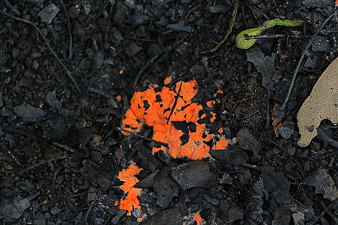 Pyronema  omphalodes Found 5 days after bushfire  Australia,Geotagged,Pyronema omphalodes,Summer