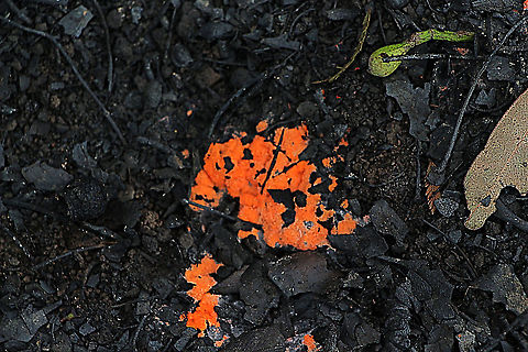 Pyronema  omphalodes Found 5 days after bushfire  Australia,Geotagged,Pyronema omphalodes,Summer