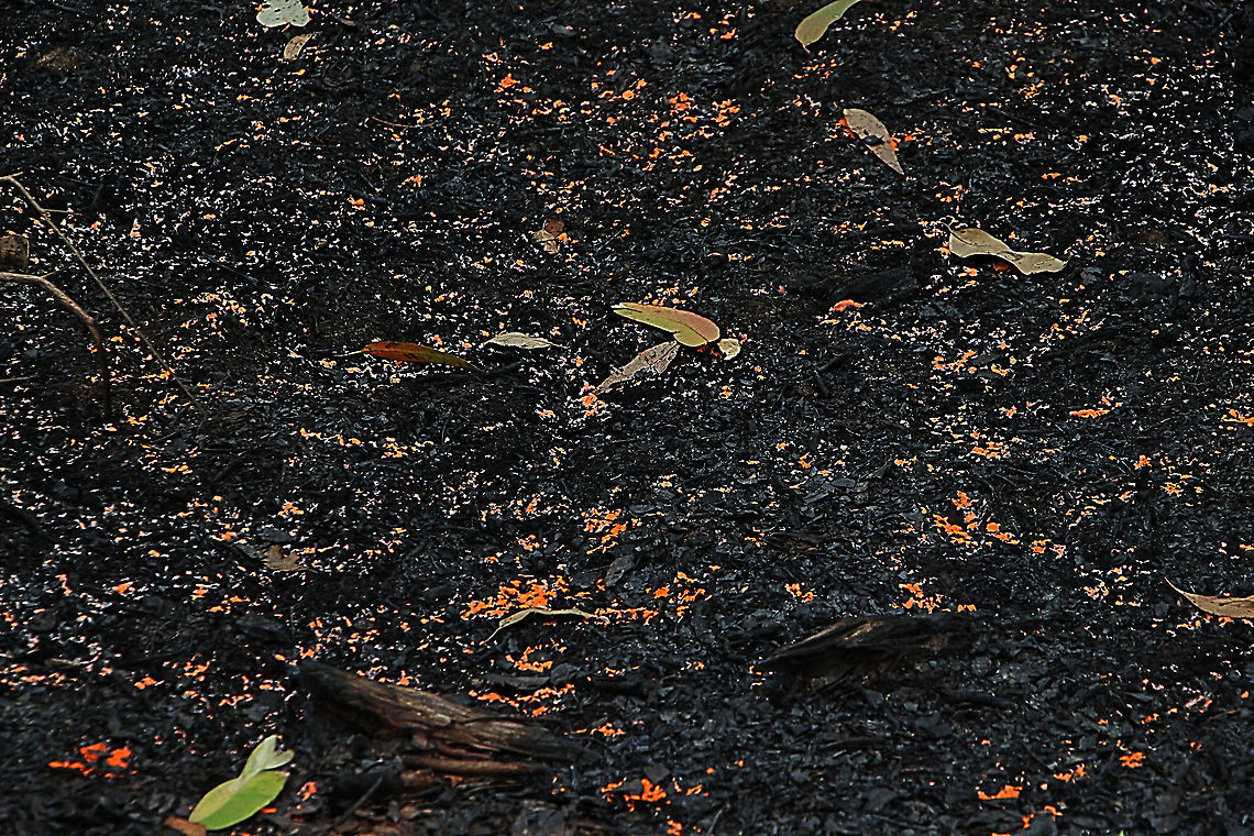 Pyronema omphalodes Growing perfusly on charcoal . Australia,Geotagged,Pyronema omphalodes,Summer