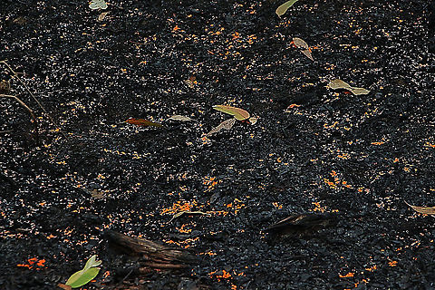 Pyronema omphalodes Growing perfusly on charcoal . Australia,Geotagged,Pyronema omphalodes,Summer