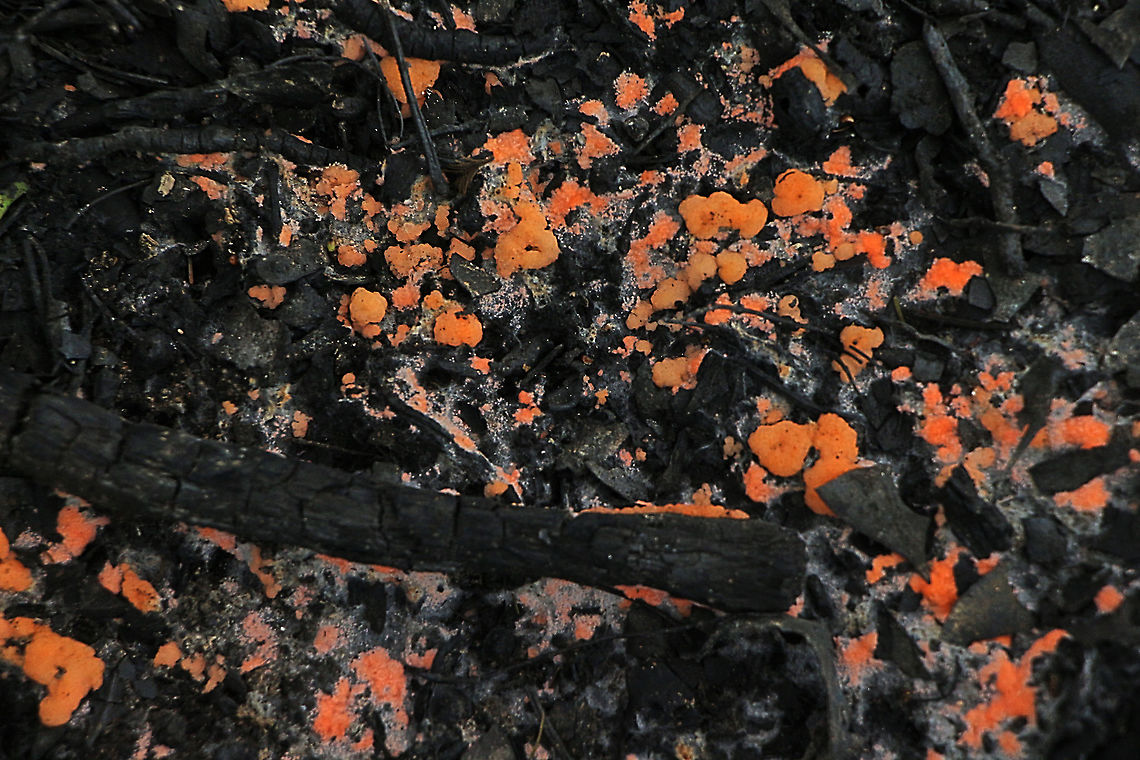 Pyronema omphalodes Pyronema omphalodes is a wonderful and extraordinary fungus that requires fire to stimulate its growth and fruiting. It appears as small, lumpy, orange masses that form extensive carpets that contrast against the blackened ground in post-fire habitats. Fruiting is restricted to micro sites where the fire is hottest, for example along the ash beds of logs. It appears quite soon after fire (within a week or two) and is usually followed by a succession of other fire-dependant fungi.<br />
Pyronema omphalodes is related to the cup fungi (Ascomycetes) and occurs throughout Europe, America and Australia. This image was taken in Kings Park in May 2015 following a research burn by the Botanic Gardens and Parks Authority, who are investigating the interacting effects of different weed and fire management approaches on urban bushland biodiversity, fire risk and weed cove<br />
<a href="https://florabase.dpaw.wa.gov.au/potm/?y=2015&amp;m=8" rel="nofollow">https://florabase.dpaw.wa.gov.au/potm/?y=2015&amp;m=8</a> Australia,Geotagged,Pyronema omphalodes,Summer