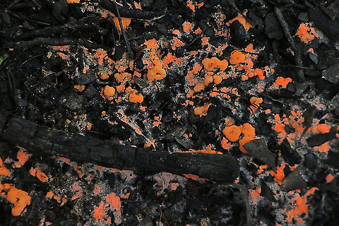 Pyronema omphalodes Pyronema omphalodes is a wonderful and extraordinary fungus that requires fire to stimulate its growth and fruiting. It appears as small, lumpy, orange masses that form extensive carpets that contrast against the blackened ground in post-fire habitats. Fruiting is restricted to micro sites where the fire is hottest, for example along the ash beds of logs. It appears quite soon after fire (within a week or two) and is usually followed by a succession of other fire-dependant fungi.
Pyronema omphalodes is related to the cup fungi (Ascomycetes) and occurs throughout Europe, America and Australia. This image was taken in Kings Park in May 2015 following a research burn by the Botanic Gardens and Parks Authority, who are investigating the interacting effects of different weed and fire management approaches on urban bushland biodiversity, fire risk and weed cove
https://florabase.dpaw.wa.gov.au/potm/?y=2015&m=8 Australia,Geotagged,Pyronema omphalodes,Summer