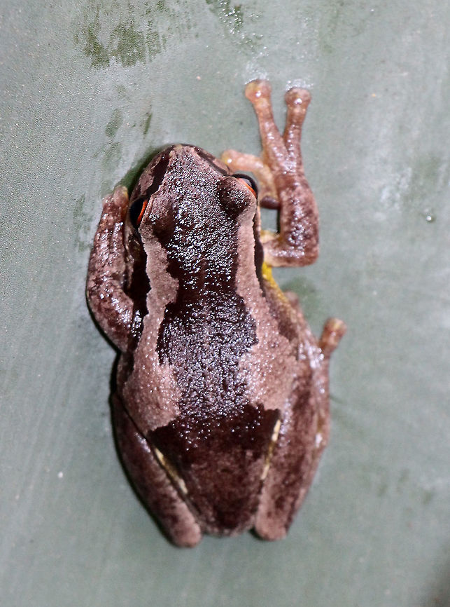 Plains Brown tree frog - Litoria paraewingi  Australia,Geotagged,Litoria paraewingi,Plains brown tree frog,Summer