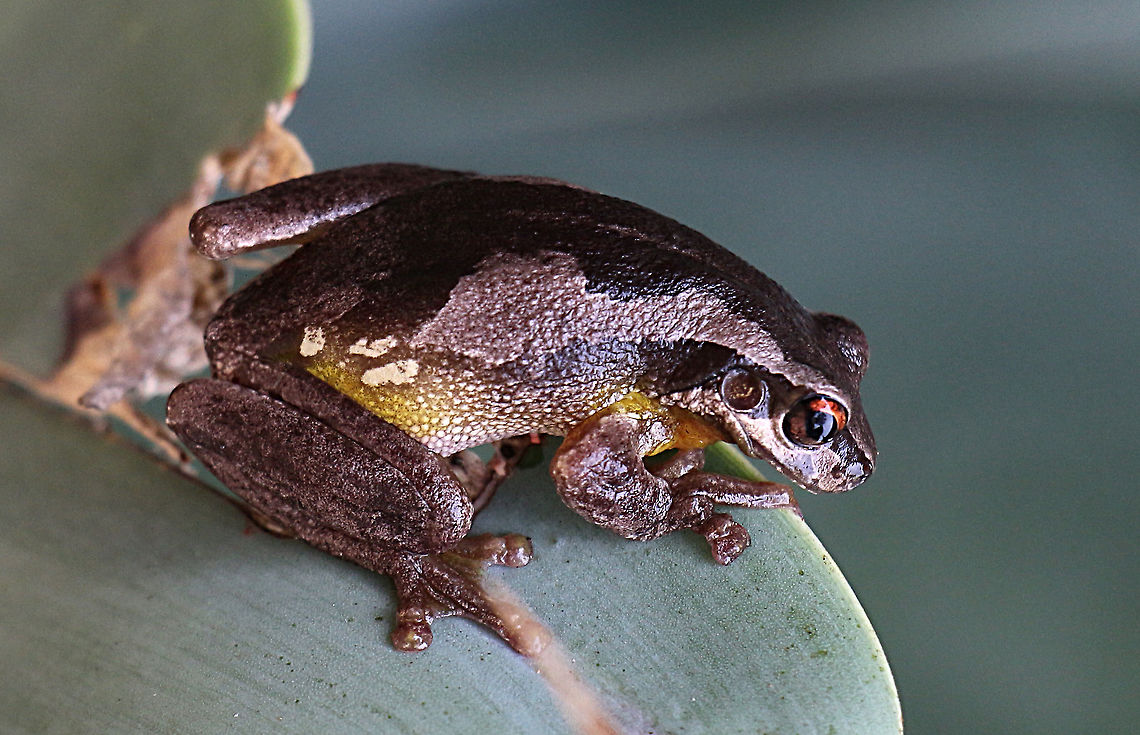 Bleating tree frog - Litoria dentata Description<br />
A medium-sized tree frog (35&ndash;45 mm). The dorsal colour is typically a light cream or brown, with a broad darker brown band that runs down the back and is divided by a paler stripe running directly down the backbone. The belly is white or cream.<br />
A broad dark stripe runs along the side of the head from the snout, through the eye, to over the shoulder. The back of the thighs and groin are a bright yellow to orange- red colour. The toes are half- webbed. The toe-pads are wider than the toes.<br />
<a href="https://www.environment.nsw.gov.au" rel="nofollow">https://www.environment.nsw.gov.au</a> &rsaquo;  Australia,Bleating tree frog,Geotagged,Litoria dentata,Litoria paraewingi,Plains brown tree frog,Summer