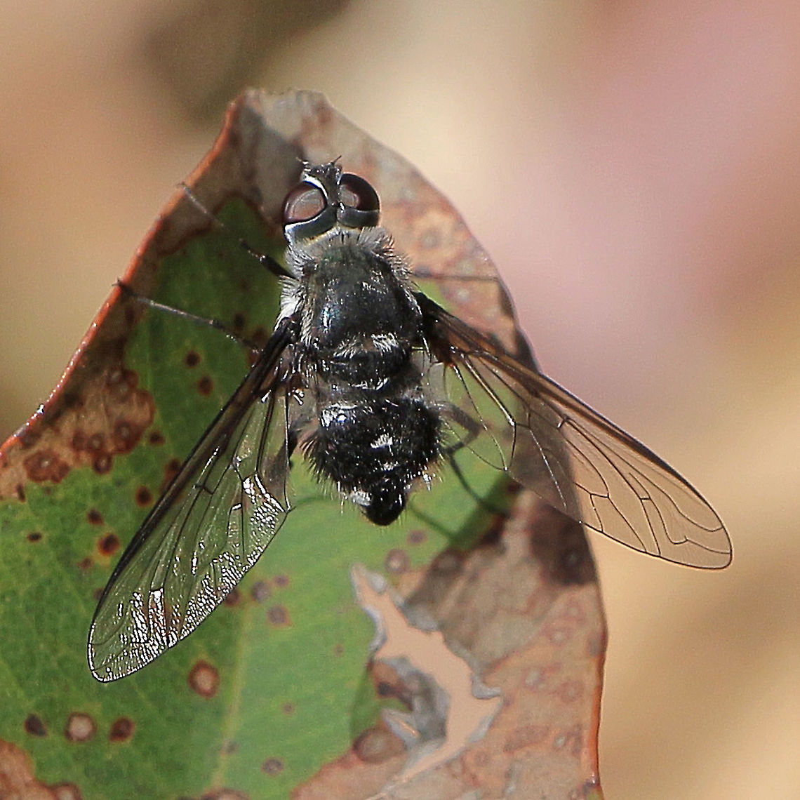 Unidentified bee fly  Australia,Geotagged,Summer