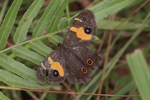 Swordgrass brown - Tisiphone abeona This specimen is at retirement age and will soon be gone. I took the image as there are not many  about this year, possibly due to drought conditions. Australia,Eamw butterflies,Geotagged,Summer,Swordgrass brown,Tisiphone abeona
